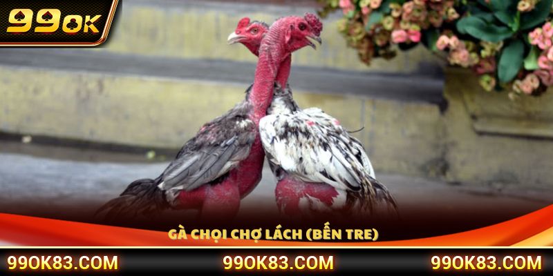 Đặc điểm và danh tiếng của gà chọi Chợ Lách miền Tây