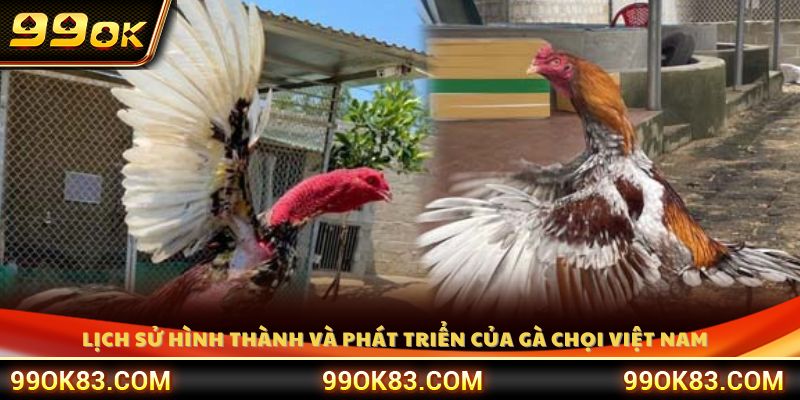 Tìm hiểu nguồn gốc và quá trình phát triển của gà chọi Việt Nam 