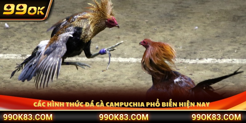 Các loại hình đá gà được ưa chuộng tại Campuchia