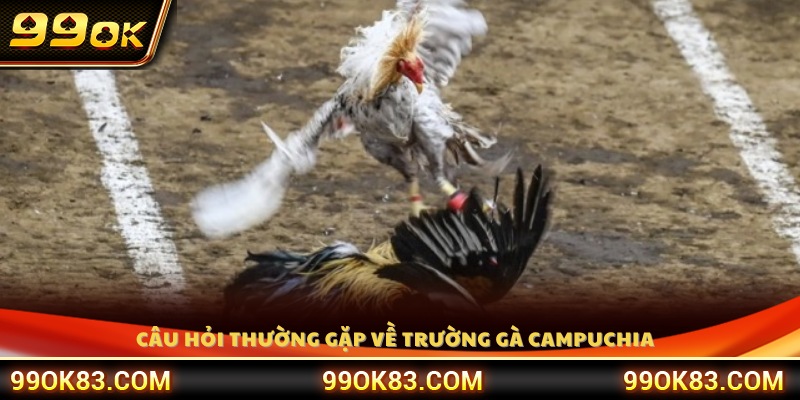 Câu hỏi phổ biến liên quan đến trường gà Campuchia